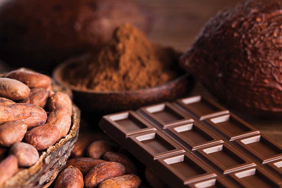cacaoyer